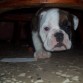 hola me llamo Bachi soy una cachorrita muy juguetona.... 